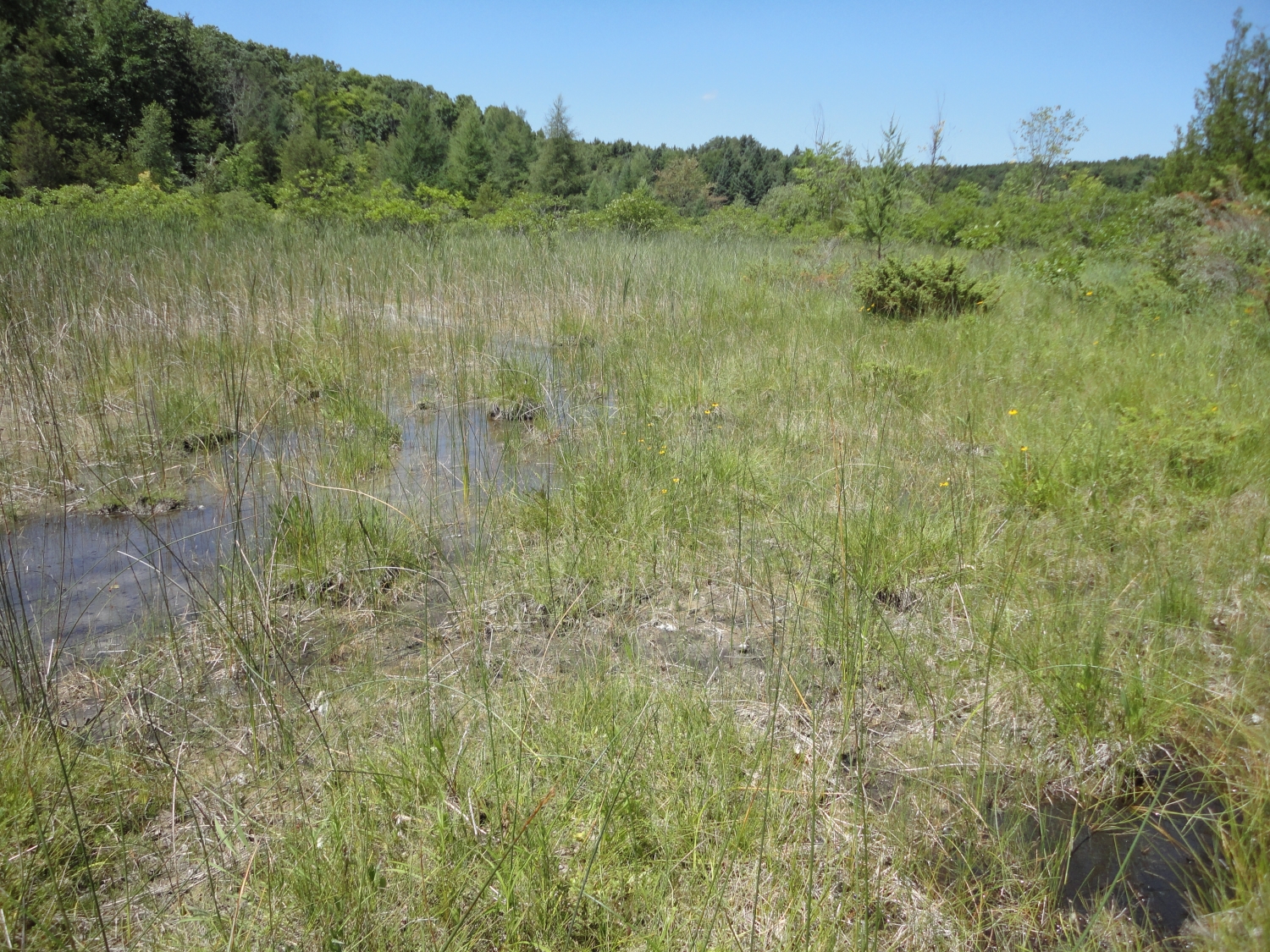 Prairie Fen - Michigan Natural Features Inventory