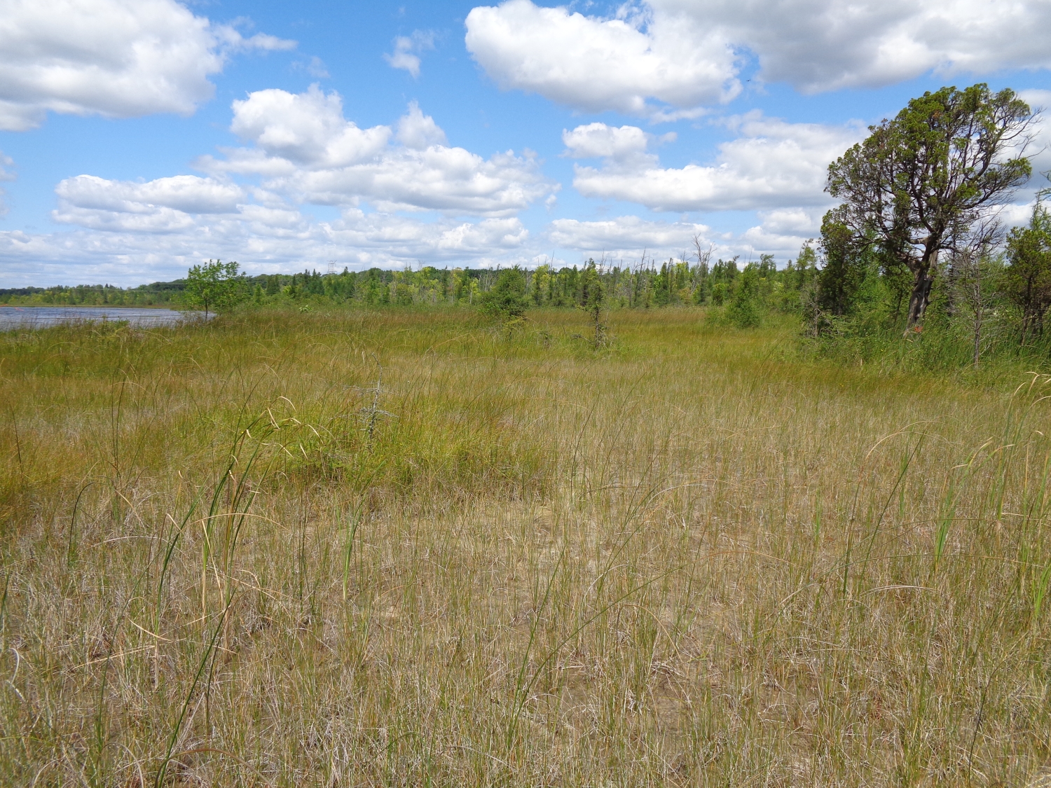 Prairie Fen - Michigan Natural Features Inventory