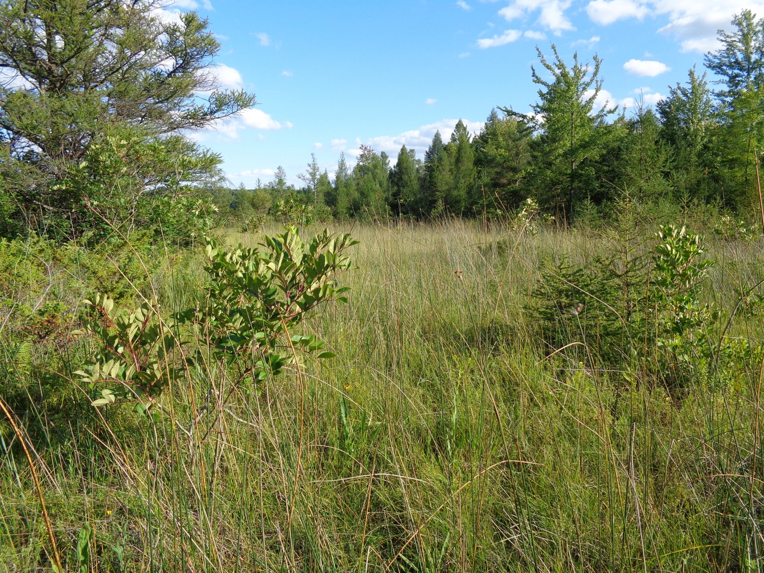 Prairie Fen - Michigan Natural Features Inventory