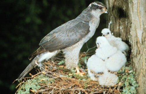 Details about   Taxidermy Northern goshawk Bird Stuffed animal Mount Accipiter gentilis 