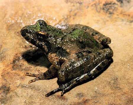 Acris Blanchardi Blanchard S Cricket Frog Michigan Natural Features Inventory