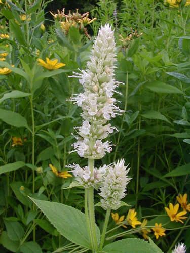 species photo