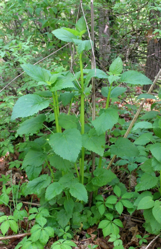 species photo