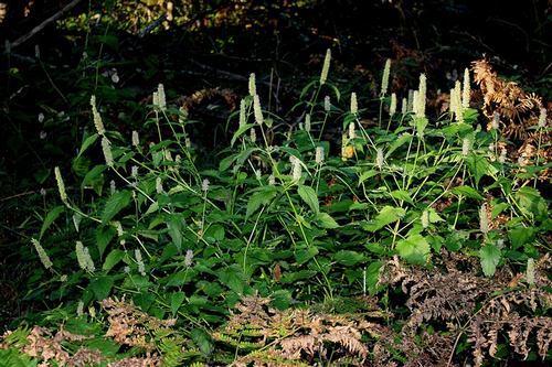 species photo