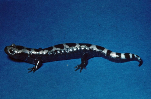 Ambystoma Opacum Marbled Salamander Michigan Natural Features Inventory