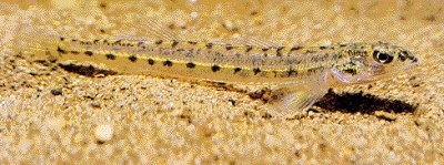 species photo