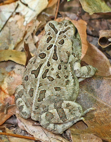 Fowler's Toad