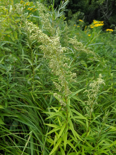 species photo