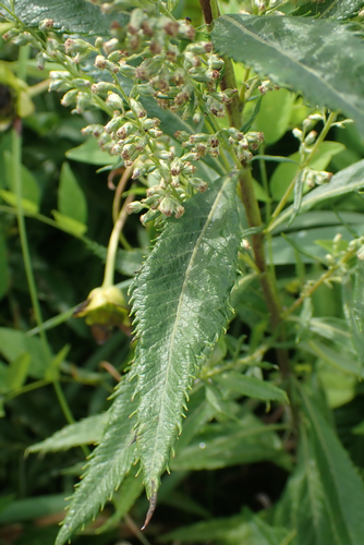 species photo