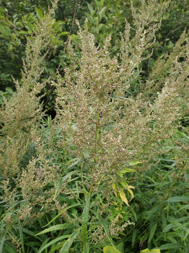 species photo