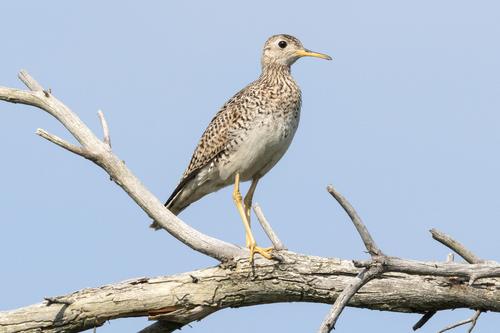 species photo