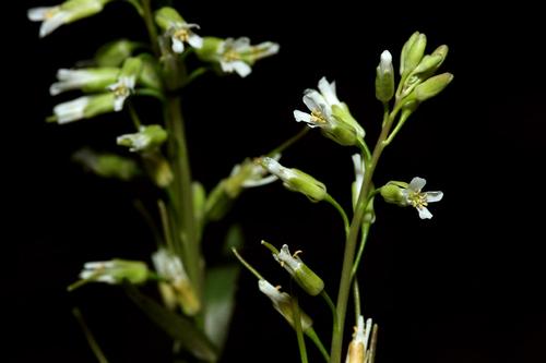 species photo