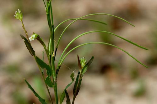 species photo