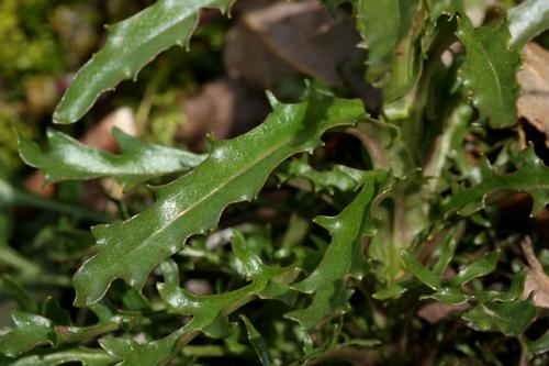 species photo