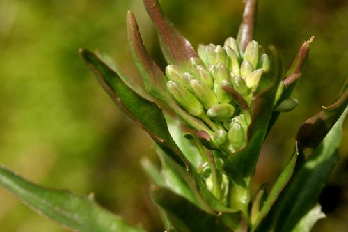 species photo