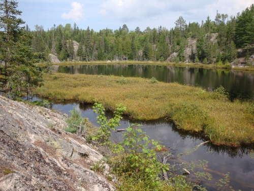 A photo of the Bog natural community type