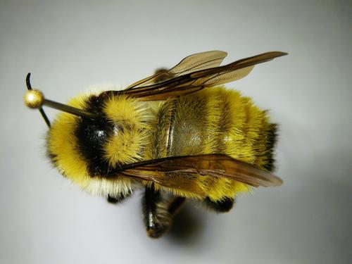species photo