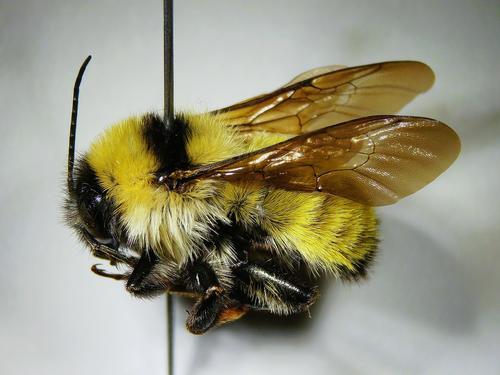 species photo