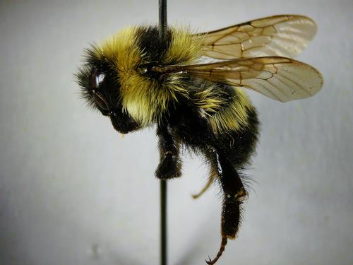 species photo