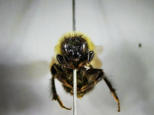 species photo