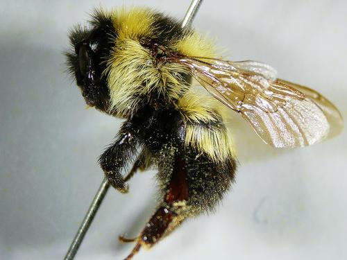 species photo