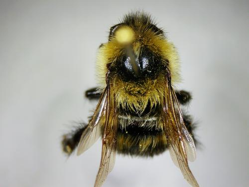 species photo
