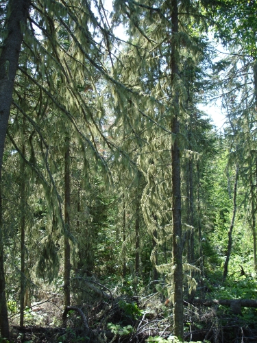 A photo of the Boreal Forest natural community type
