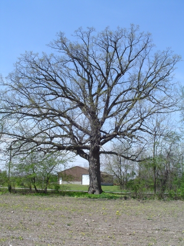 A photo of the Bur Oak Plains natural community type
