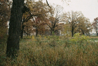 A photo of the Bur Oak Plains natural community type