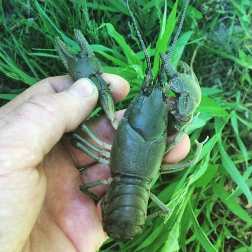 world record crawfish