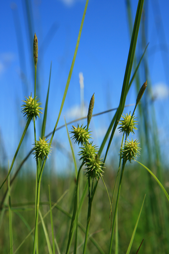 species photo