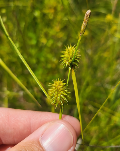 species photo