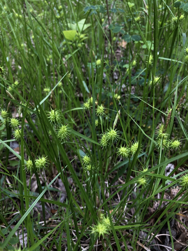species photo