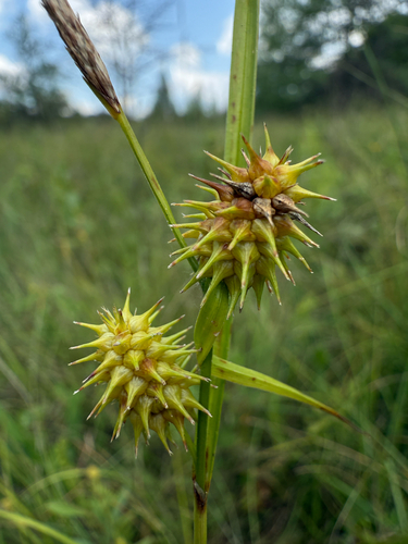 species photo