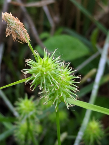 species photo