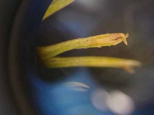 species photo
