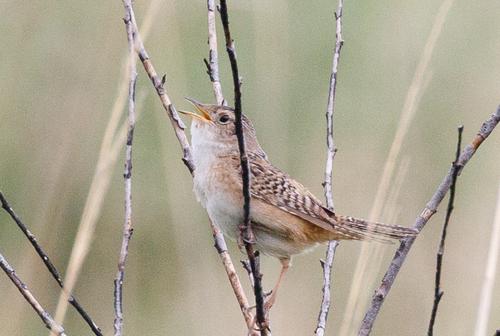 species photo