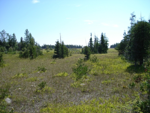 A photo of the Coastal Fen natural community type