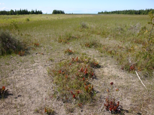 A photo of the Coastal Fen natural community type