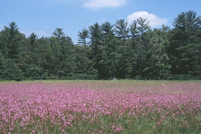 A photo of the Coastal Plain Marsh natural community type