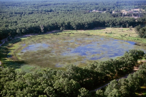A photo of the Coastal Plain Marsh natural community type