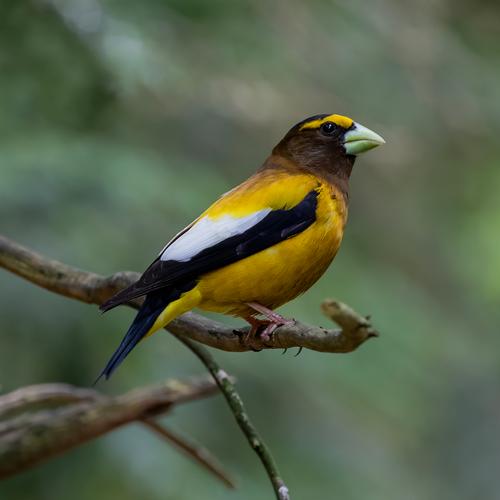 species photo
