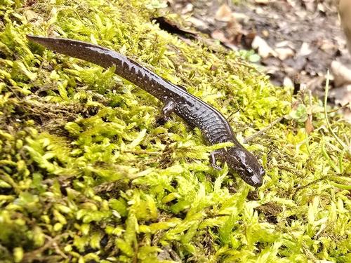 species photo