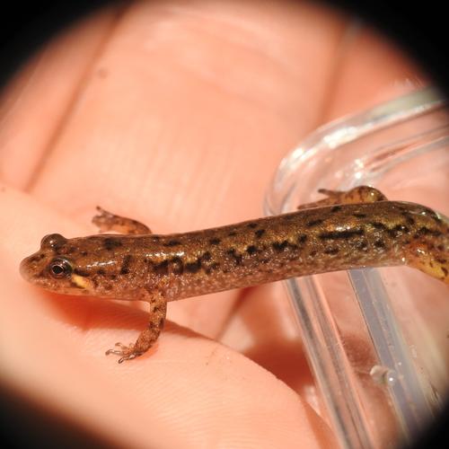 species photo