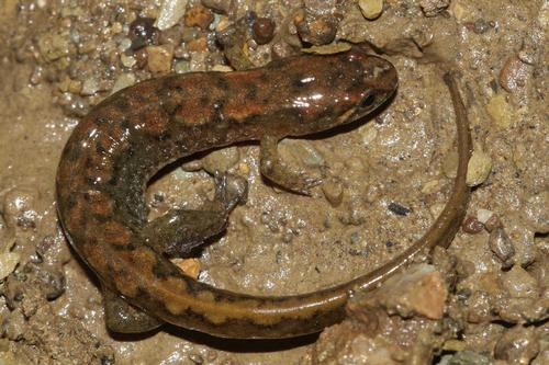 species photo