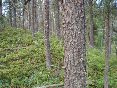 A photo of the Dry Northern Forest natural community type