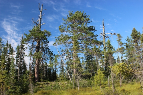 A photo of the Dry Northern Forest natural community type