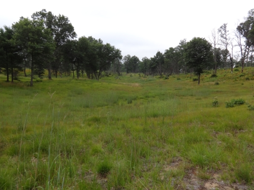 A photo of the Dry Sand Prairie natural community type