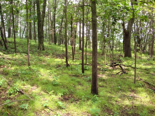 A photo of the Dry Southern Forest natural community type