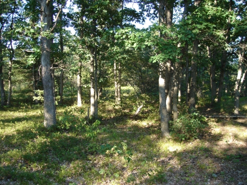 A photo of the Dry Southern Forest natural community type